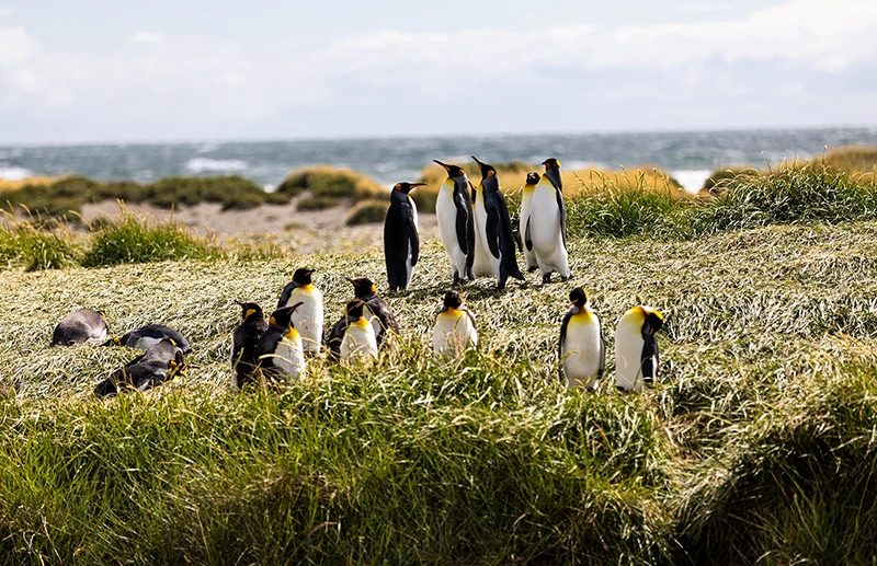 Ein später Nachmittag bei den Königen der Kälte